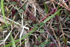 Hypericum scouleri