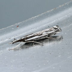 Catoptria staudingeri