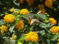 Hyles lineata