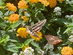Hyles lineata