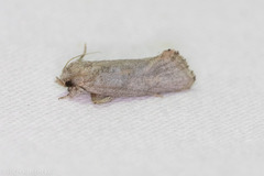 Acrolophus piger