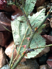 Rubus procerus