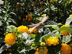 Hyles lineata