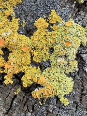 Xanthomendoza hasseana