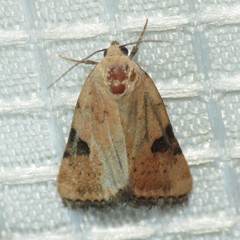Micrathetis costiplaga