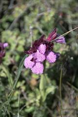 Anacamptis papilionacea