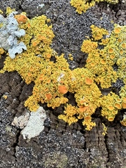 Xanthomendoza hasseana