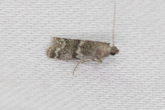 Eurythmia angulella