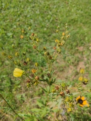 Potentilla recta