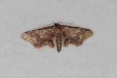 Idaea furciferata