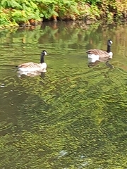 Branta canadensis