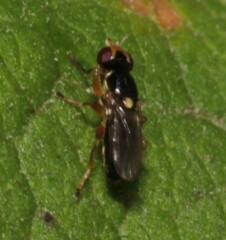 Elachiptera
