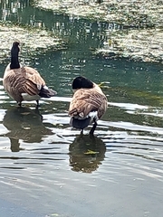 Branta canadensis