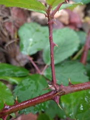 Rubus procerus