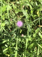 Cirsium arvense