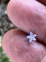 Wahlenbergia marginata