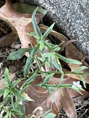Wahlenbergia marginata