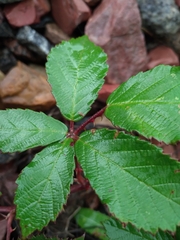 Rubus procerus