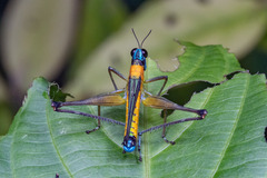 Eumastax