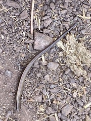 Ablepharus kitaibelii