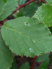 Rubus procerus