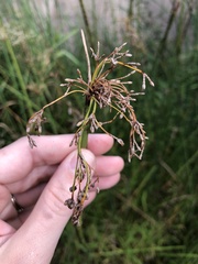 Schoenoplectus tabernaemontani