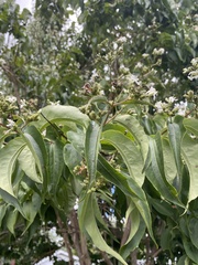 Heptacodium