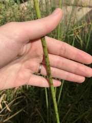 Schoenoplectus tabernaemontani