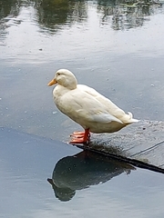 Anas platyrhynchos domesticus