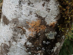 Sphaerophorus venerabilis