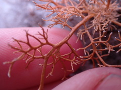 Sphaerophorus venerabilis