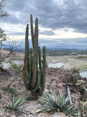 Isolatocereus dumortieri