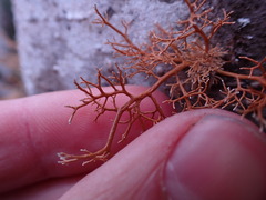 Sphaerophorus venerabilis