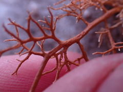 Sphaerophorus venerabilis