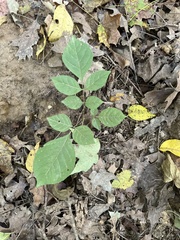 Fraxinus quadrangulata