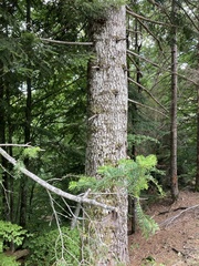 Abies alba