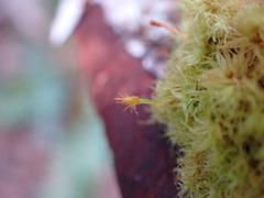 Ulota obtusiuscula