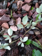 Rubus procerus