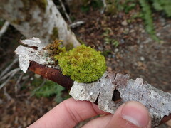 Ulota obtusiuscula