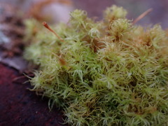 Ulota obtusiuscula
