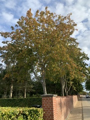 Acer platanoides