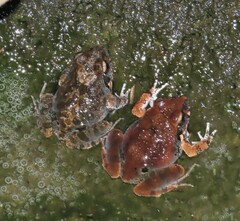 Tomopterna natalensis