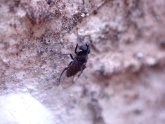 Phorinae