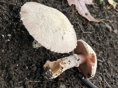 Agaricus