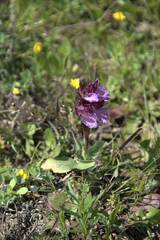 Anacamptis papilionacea