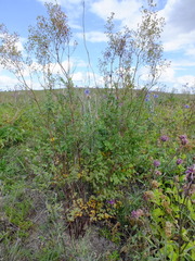 Thalictrum minus