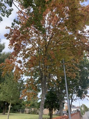 Acer platanoides