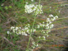 Galium hellenicum