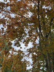 Acer platanoides