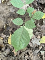 Fraxinus quadrangulata